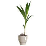 amber grail 58cm balanced beige